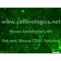 B129 Mouse Primary Pulmonary Artery Endothelial Cells